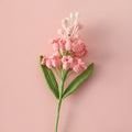 Handmade crochet hyacinth stem with tightly packed bloom